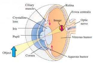 Project_20152016_Spermodiagram_The_Eye.JPG